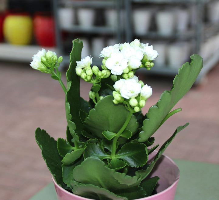 Kalanchoe Blossfeldiana or Flaming Katy