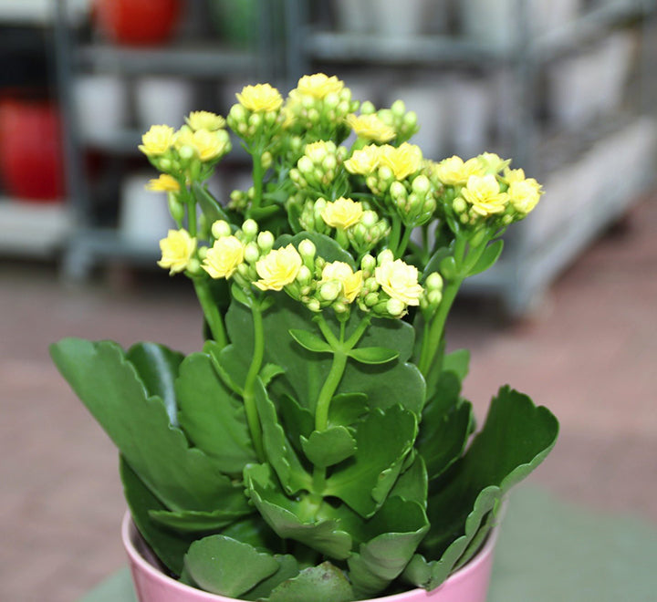 Kalanchoe blossfeldiana or Flaming Katy