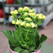 Kalanchoe blossfeldiana or Flaming Katy