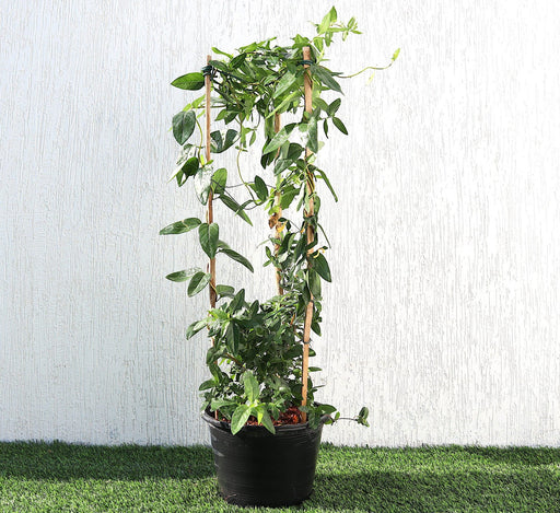 Lonicera Greensouq