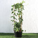 Lonicera Greensouq