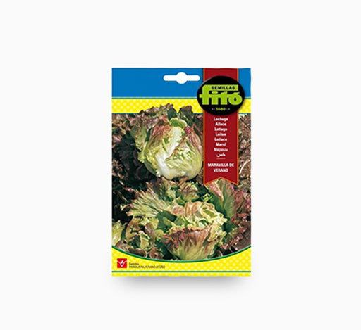 Lettuce Summer Marvel – Fito