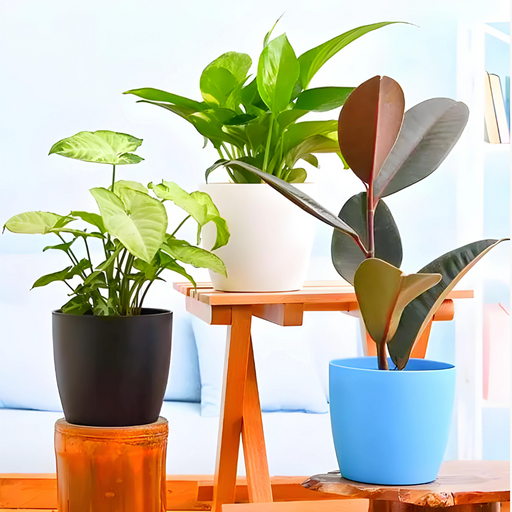 Low-Maintenance-Air-Purifying