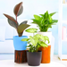 Low Maintenance Air Purifying Plants
