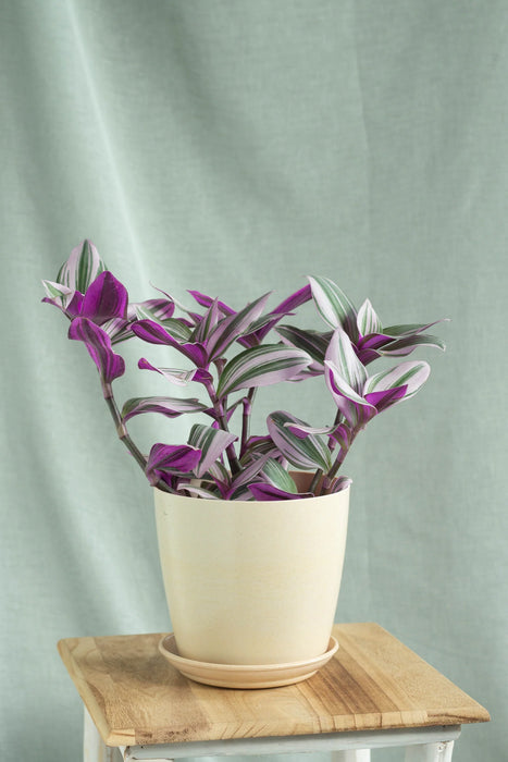 Tradescantia nanouk or Fantasy Venice