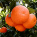 Mandarin Plant "Pakistan's Best Mandarin" Green Souq