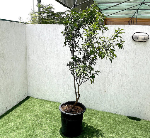 Mandarin Plant "Pakistan's Best Mandarin" Green Souq