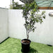 Mandarin Plant "Pakistan's Best Mandarin" Green Souq