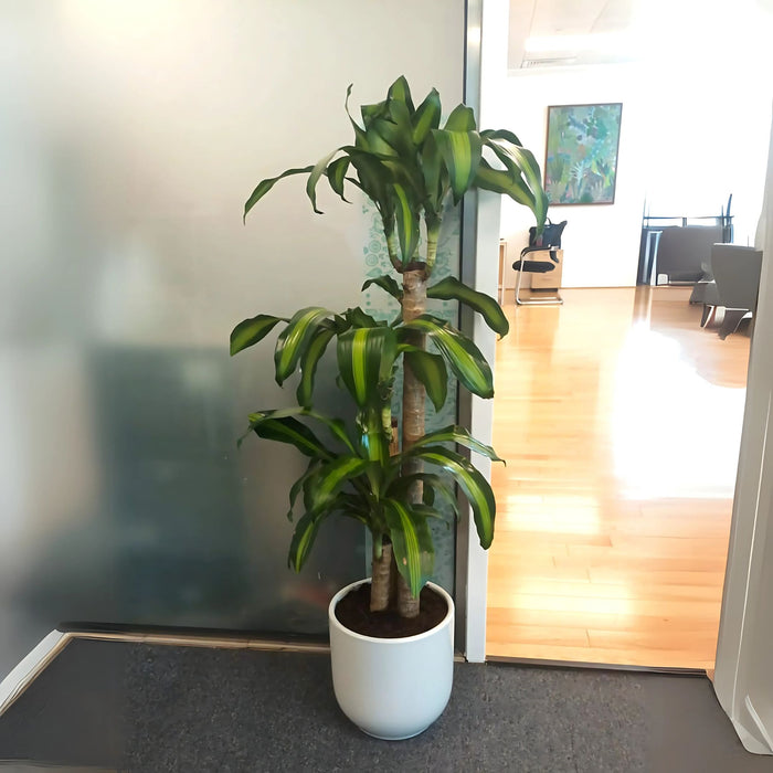 Dracaena Fragrans Massangeana