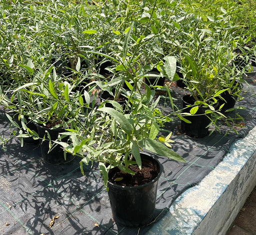 Salvadora persica, Miswak Plant or Toothbrush Tree