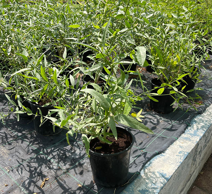 Salvadora persica, Miswak Plant or Toothbrush Tree