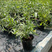Salvadora persica, Miswak Plant or Toothbrush Tree