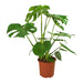 Monstera-deliciosa-Swiss-Cheese-Plant_greensouq