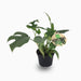 Monstera Minima or Swiss Cheese Plant