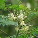 Moringa Green Souq