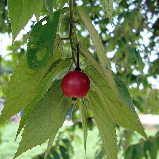 Muntingia calabura (Jamaican Cherry / Strawberry Tree)