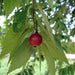 Muntingia calabura (Jamaican Cherry / Strawberry Tree)