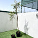 Neem tree Green Souq