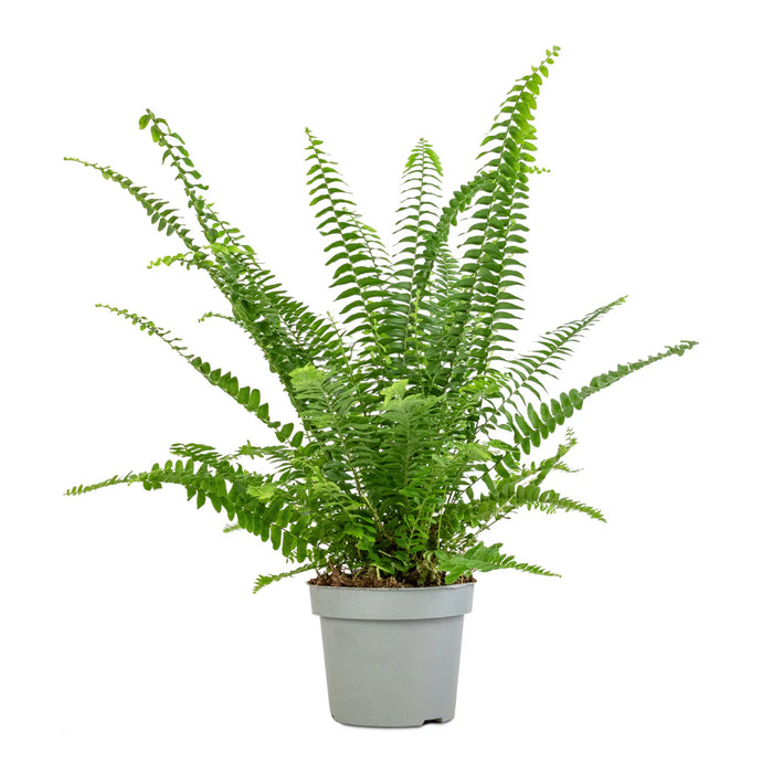 Nephrolepis exaltata "Green Lady", Boston Fern or Sword Fern