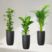 money plant-areca palm-diefffenbachia