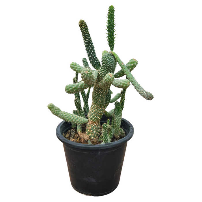Austrocylindropuntia Subulata (Eve's Needle Cactus)