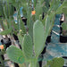 Opuntia ficus indica “Barbary or Indian Fig” 35-55cm