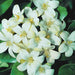 Murraya paniculata “Orange or Thai Jasmine”