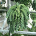 Sedum burrito “Hanging” 25 – 35cm