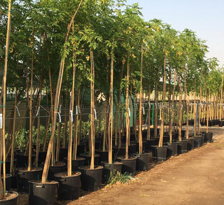 Millingtonia hortensis “Tree jasmine شجرة الياسمين or Indian cork tree”
