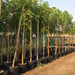 Millingtonia hortensis “Tree jasmine شجرة الياسمين or Indian cork tree”