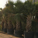 Sabal palmetto “Cabbage Palmetto, Sabal Palm, Carolina Palmetto”