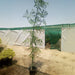 Moringa Oleifera, Drum stick