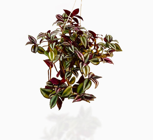 Tradescantia zebrina or Wandering Jew “Hanging”