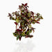 Tradescantia zebrina or Wandering Jew “Hanging”