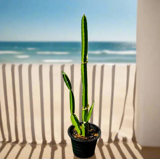 Pachycereus gaumeri or Kanzacam Cactus