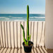 Pachycereus gaumeri or Kanzacam Cactus