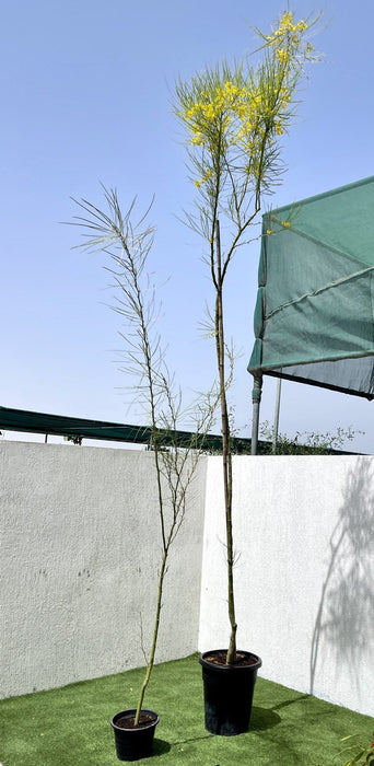 Parkinsonia aculeata Green Souq