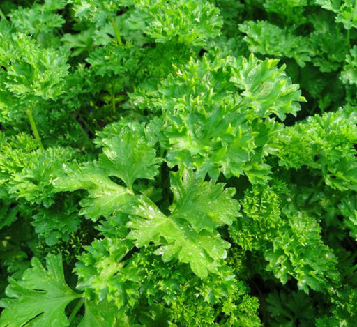 Parsley plant