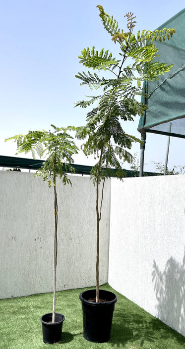 Peltophorum Green Souq