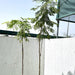 Peltophorum Green Souq