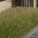 Pennisetum setaceum, African Fountain Grass or Tender Fountain Grass