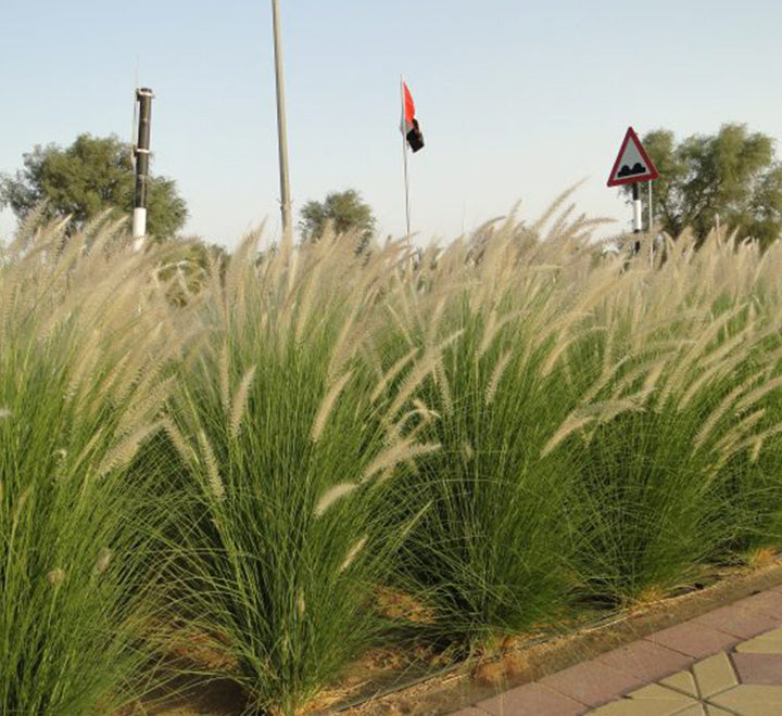 Pennisetum Setaceum | African Fountain Grass | Tender Fountain Grass