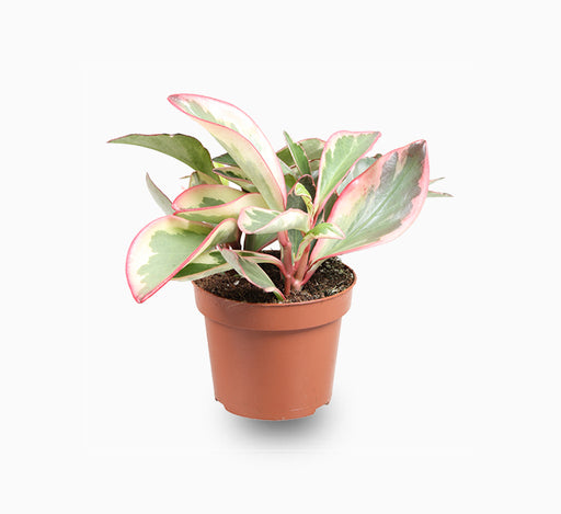 Peperomia Ginny or Tricolor Peperomia 10 – 15cm
