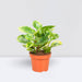 peperomia marble