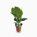 Philodendron Imperial Green 70 – 80cm