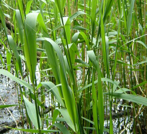 Phragmites australis “Common reed”