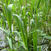 Phragmites australis “Common reed”