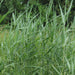 Phragmites australis “Common reed”