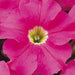 Petunia Mix