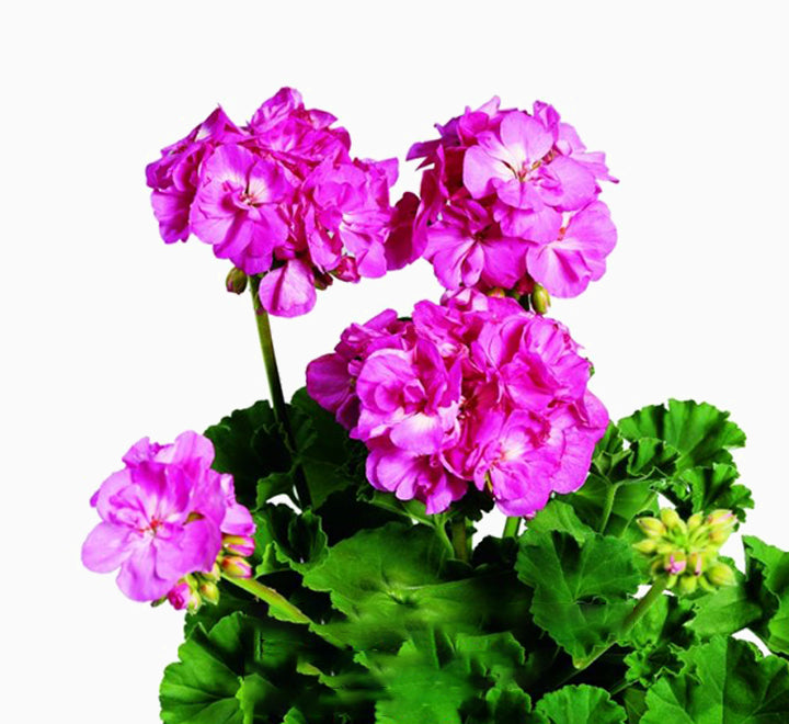 Geranium "Crane's-bill" Mix Flowers